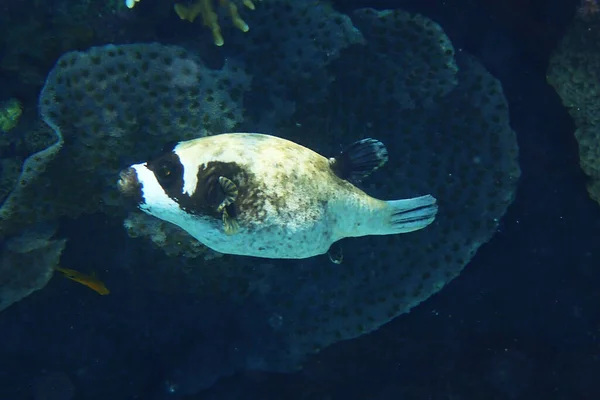 Der Maskierte Kugelfisch Arothron Diadematus Fisch Aus Dem Roten Meer — Stockfoto