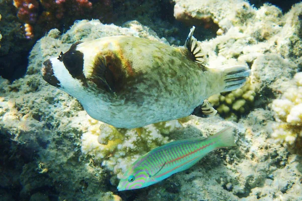 Puffer Mascherato Arothron Diadematus Fish Dal Mar Rosso — Foto Stock