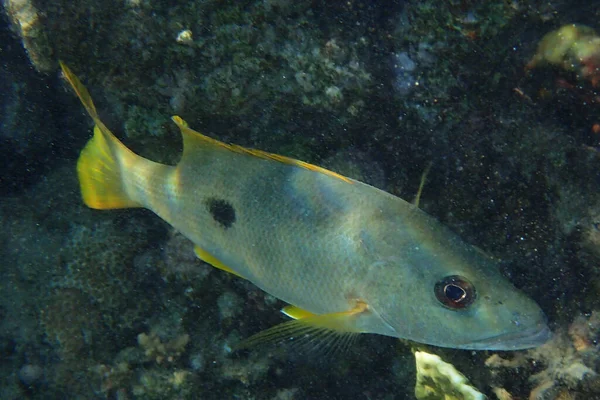 Kızıl Denizden Bilinmeyen Balıklar Mısır Hurghada — Stok fotoğraf