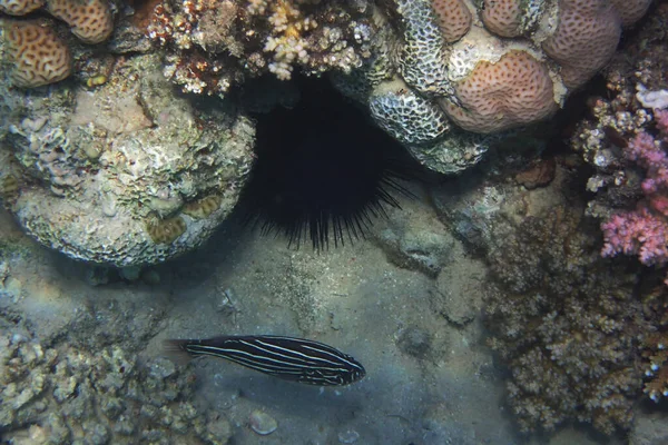 Kızıl Denizden Altı Çizgili Sabun Balığı Grammistes Sexlineatus — Stok fotoğraf