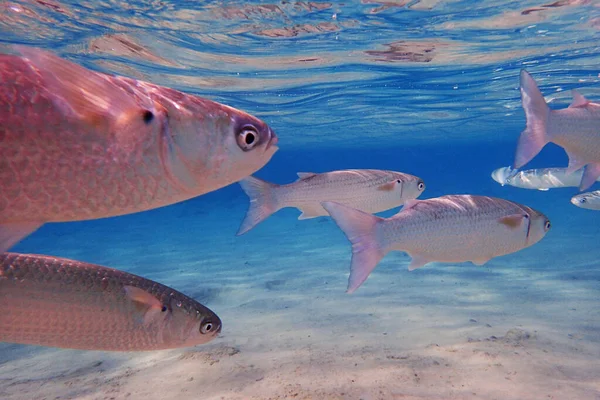 Pesce Latte Nel Mare Rosso Alla Ricerca Cibo — Foto Stock