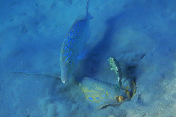 Ikan Pari Biru Taeniura Lymma Dan Ikan Lainnya — Stok Foto
