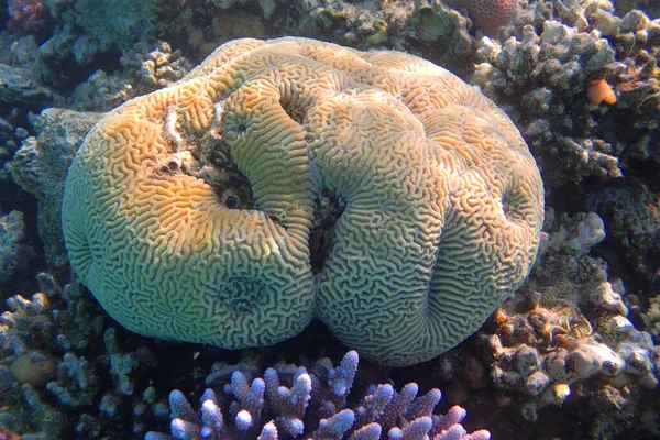 Platygyra Korall Från Röda Havet Egypten — Stockfoto