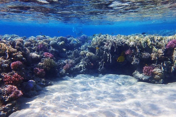 Arrecife Coral Del Mar Rojo Makadi Bay Egipto — Foto de Stock