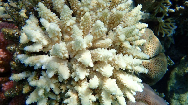 Acropora Corals Red Sea Egypt — Stock Photo, Image