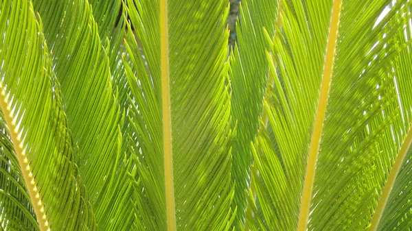 Hojas Palma Verde Textura Como Fondo Natural Muy Agradable — Foto de Stock