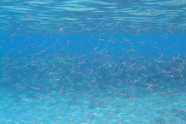 Kleine Fische Aus Dem Roten Meer Ägypten Als Meereslebewesen — Stockfoto