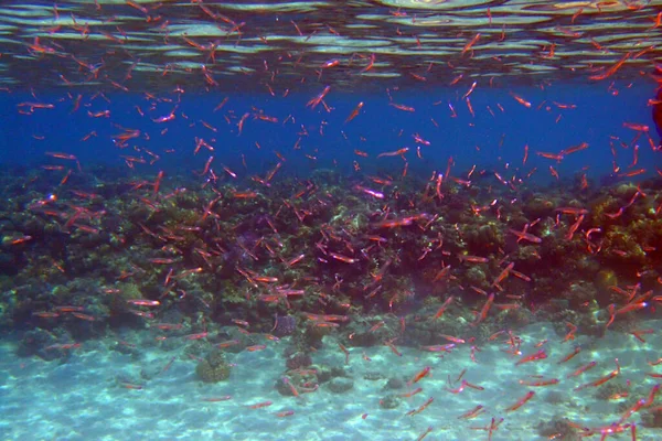 Kleine Fische Aus Dem Roten Meer Ägypten Als Meereslebewesen — Stockfoto