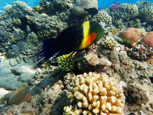 Besenschwanzlippfisch Cheilinus Lunulatus Fischt Aus Dem Roten Meer — Stockfoto