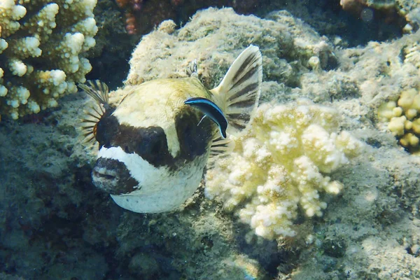 Puffer Mascherato Arothron Diadematus Fish Dal Mar Rosso — Foto Stock