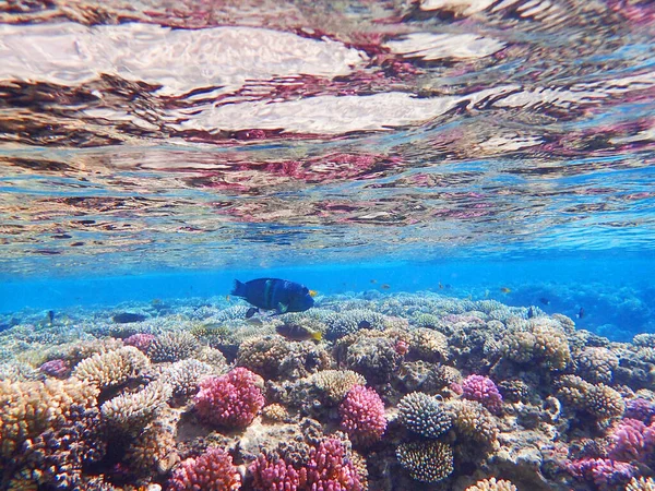 Ερυθρός Κοραλλιογενής Ύφαλος Στο Makadi Bay Αίγυπτος — Φωτογραφία Αρχείου