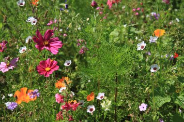 Güzel çayır çiçekleri dokusu çok hoş bir arka plan.