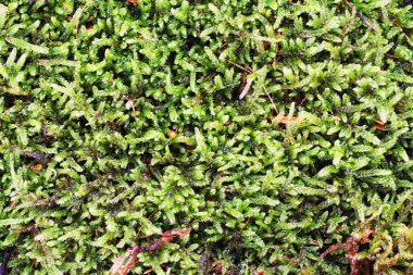 Yeşil yosun dokusu çok güzel doğal bir arka plan.