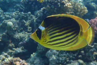 Kızıl Deniz 'de çapraz kelebek (Chaetodon fasciatus)