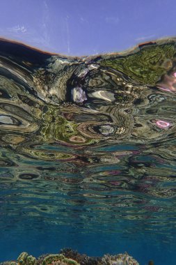 Makadi Körfezi, Mısır 'daki Kızıl Deniz Mercan Resifi, 