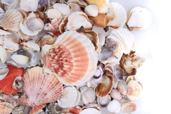 Sea Shells Texture Nice Natural Background — Stock Photo, Image