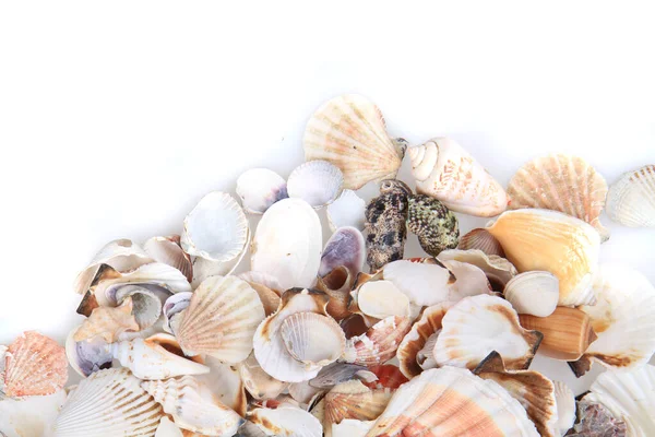 Sea Shells Texture Nice Natural Background — Stock Photo, Image