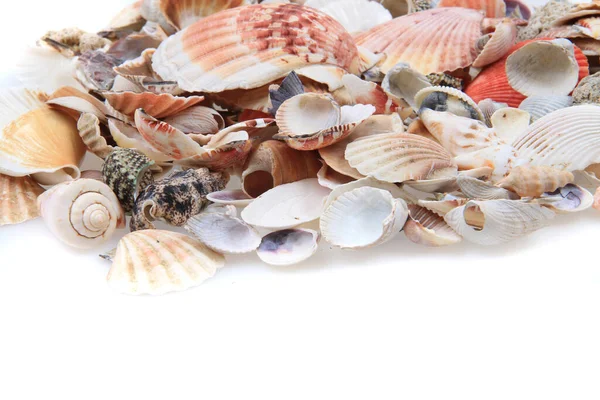 Sea Shells Texture Nice Natural Background — Stock Photo, Image