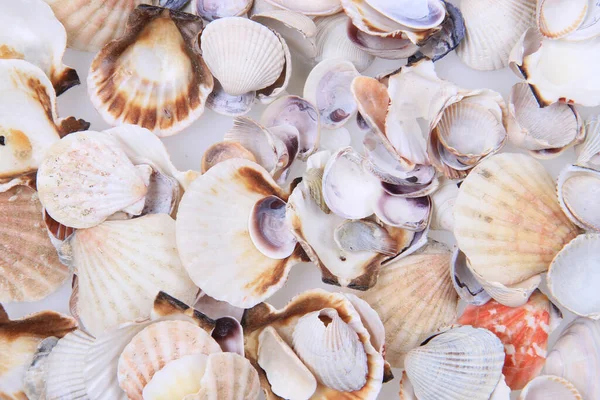 Sea Shells Texture Nice Natural Background — Stock Photo, Image