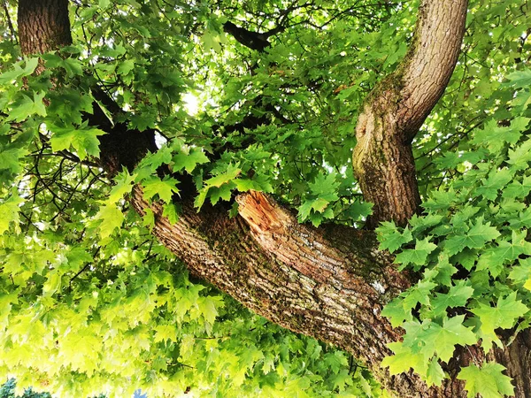 Кленової Текстури Дерева Дуже Гарний Фон — стокове фото