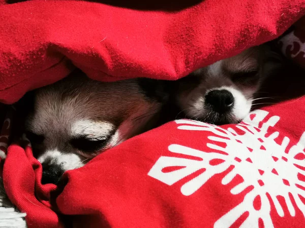 Deux Chihuahua Dormant Dans Lit Noël — Photo