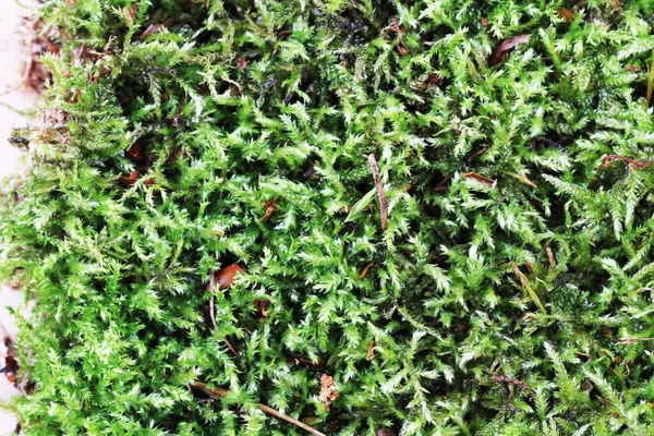绿色苔藓的质感是很好的自然背景 — 图库照片