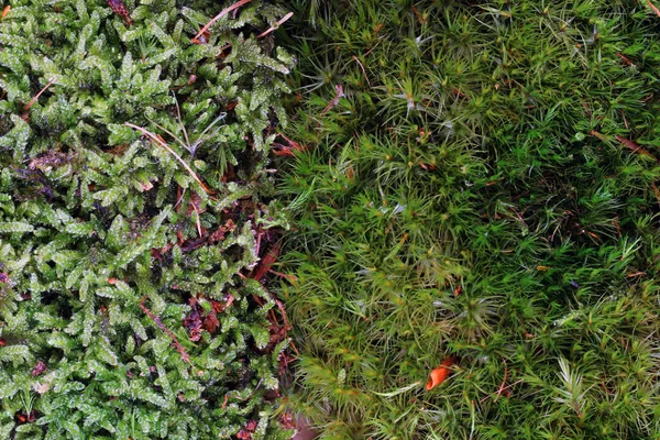 Groene Mos Textuur Als Zeer Mooie Natuurlijke Achtergrond — Stockfoto