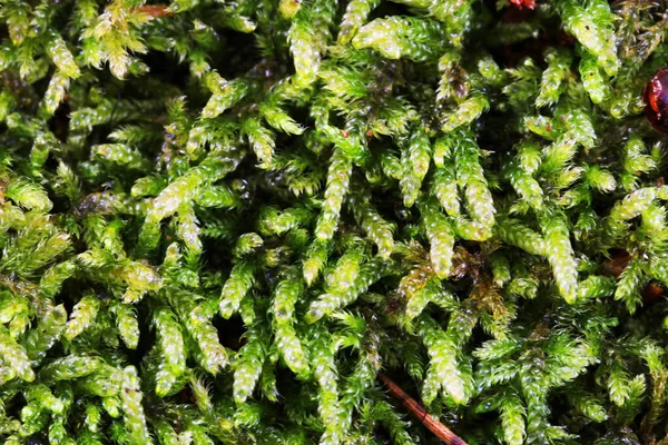 Textura Musgo Verde Como Fundo Natural Muito Agradável — Fotografia de Stock