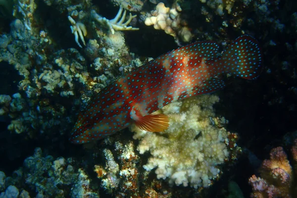 紅海のエジプト フルガダの未知の魚 — ストック写真