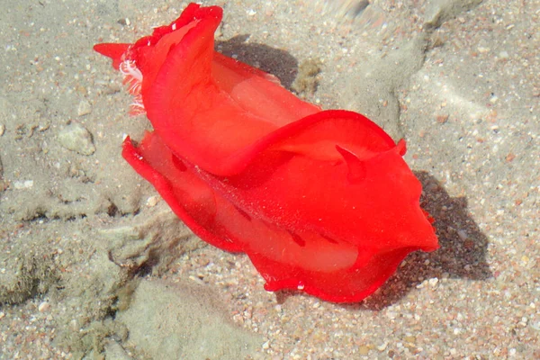 Młodociany Hiszpański Tancerz Hexabranchus Sanguineus Jako Ślimak Morski Morza Czerwonego — Zdjęcie stockowe