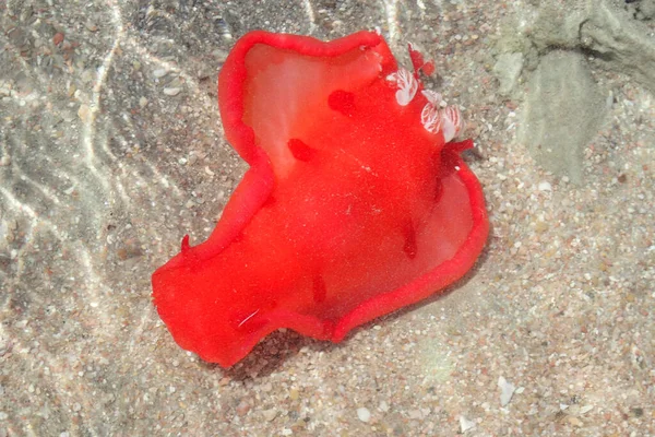 Juvenile Spanish Dancer Hexabranchus Sanguineus Sea Snail Red Sea — Stock Photo, Image