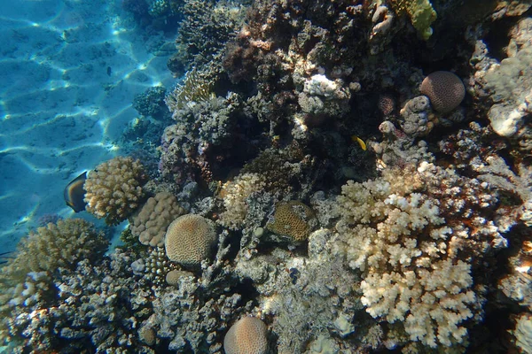 Red Sea Coral Reef Makadi Bay Egypt — Stock Photo, Image