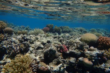 Makadi Körfezi, Mısır 'daki Kızıl Deniz Mercan Resifi, 