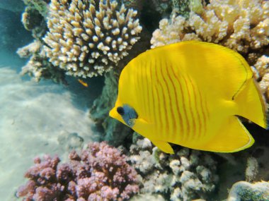 Bluecheek kelebek balığı, Chaetodon semilarvatus Kızıl Deniz 'den