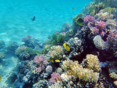 Makadi Körfezi, Mısır 'daki Kızıl Deniz Mercan Resifi, 