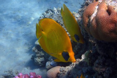 Bluecheek kelebek balığı, Chaetodon semilarvatus Kızıl Deniz 'den