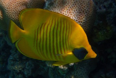 Bluecheek kelebek balığı, Chaetodon semilarvatus Kızıl Deniz 'den