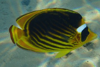 Kızıl Deniz 'de çapraz kelebek (Chaetodon fasciatus)