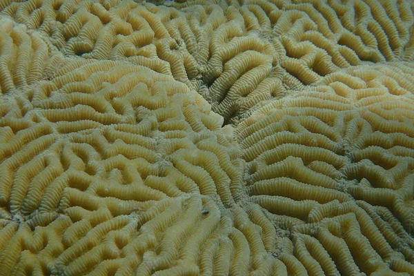 Деякі Корали Фавії Червоного Моря — стокове фото