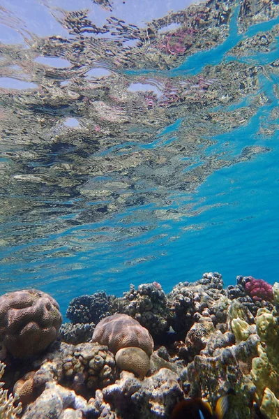 Röda Havskorallrev Makadi Bay Egypten — Stockfoto
