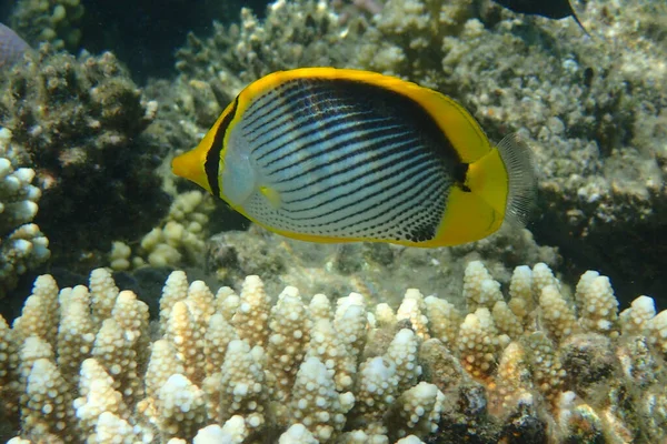 Chaetodon Melannotus Fisch Aus Dem Roten Meer — Stockfoto