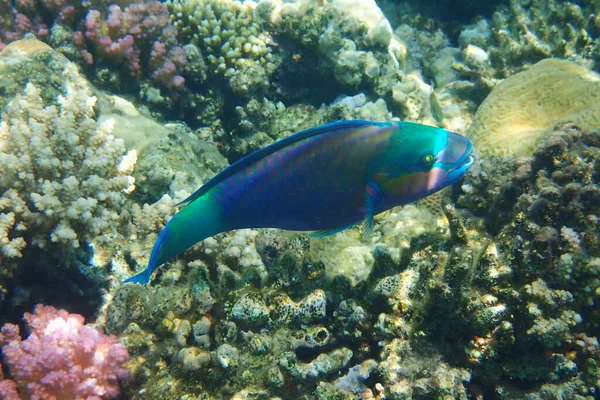 Loro Pescado Egipcia Como Bonito Animal Mar Rojo — Foto de Stock