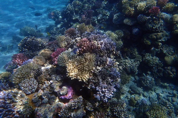 Arrecife Coral Del Mar Rojo Makadi Bay Egipto —  Fotos de Stock