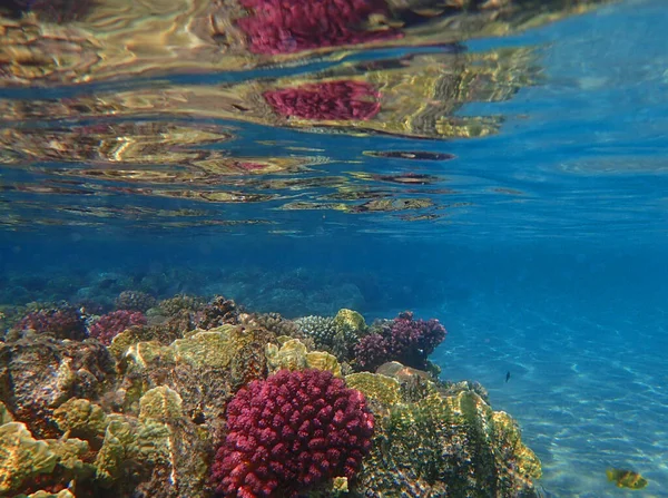 Récif Corallien Mer Rouge Dans Baie Makadi Egypte — Photo