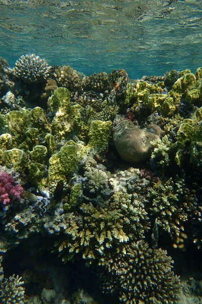 Arrecife Coral Del Mar Rojo Makadi Bay Egipto — Foto de Stock