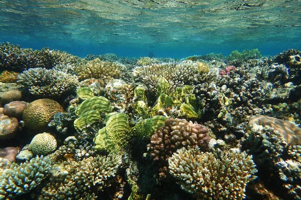 Arrecife Coral Del Mar Rojo Makadi Bay Egipto — Foto de Stock