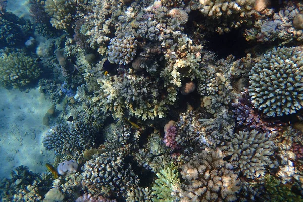 Rafa Koralowa Zatoce Makadi Egipt — Zdjęcie stockowe