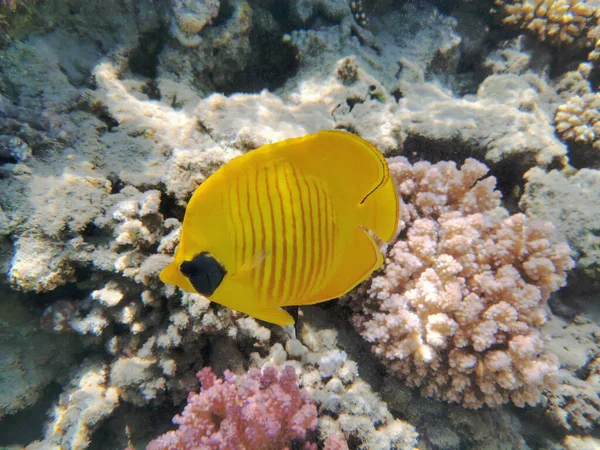 Синехвостые Бабочки Chaetodon Semilarvatus Красного Моря — стоковое фото