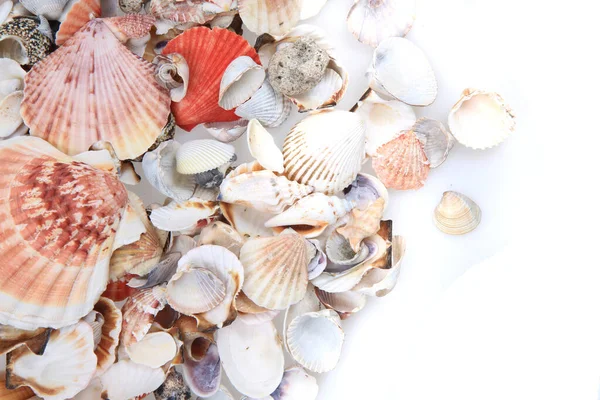 Sea Shells Isolated White Background — Stock Photo, Image