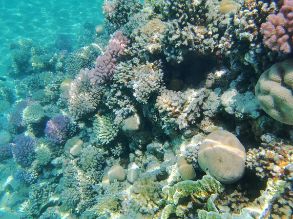 Barriera Corallina Del Mar Rosso Nella Baia Makadi Egitto — Foto Stock